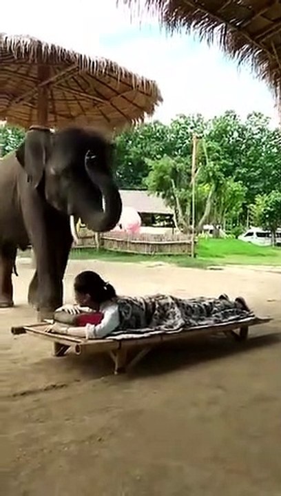 Elephant SPA