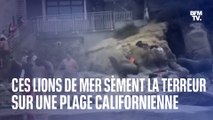 Ces lions de mer sèment la terreur sur une plage californienne