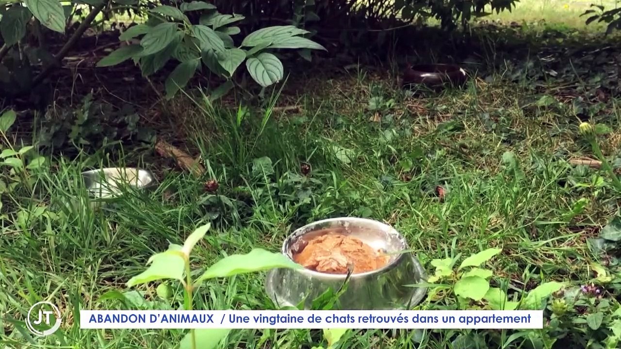 ABANDON D'ANIMAUX / Une vingtaine de chats retrouvés dans un appartement