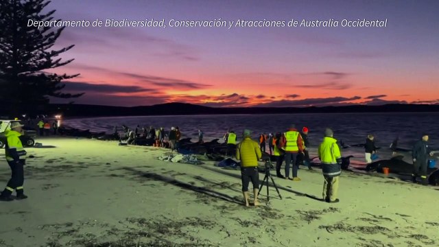 Mueren las 97 ballenas pilotos varadas en el oeste de Australia