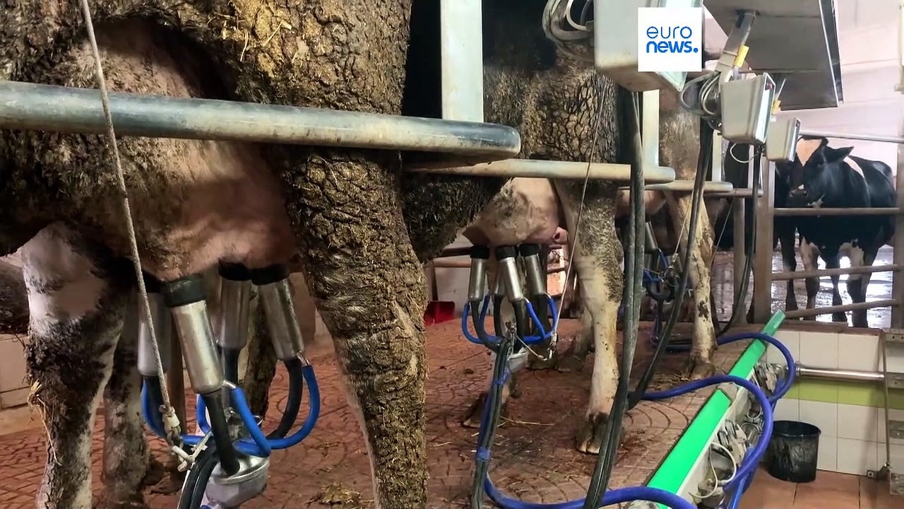 Ein italienischer Landwirt kämpft mit der Hitze und schützt seine Kühe