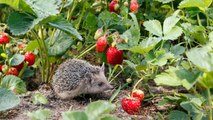 How to Turn Your Garden Into a Wildlife Habitat (It's Easier Than You Think)