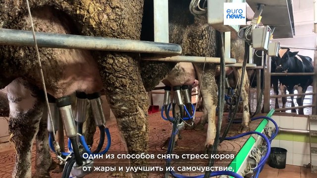 Италия: коровы страдают от жары и дают меньше молока