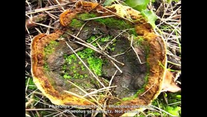 Phaeolus schweinitzii. Champimaginatis. English Text
