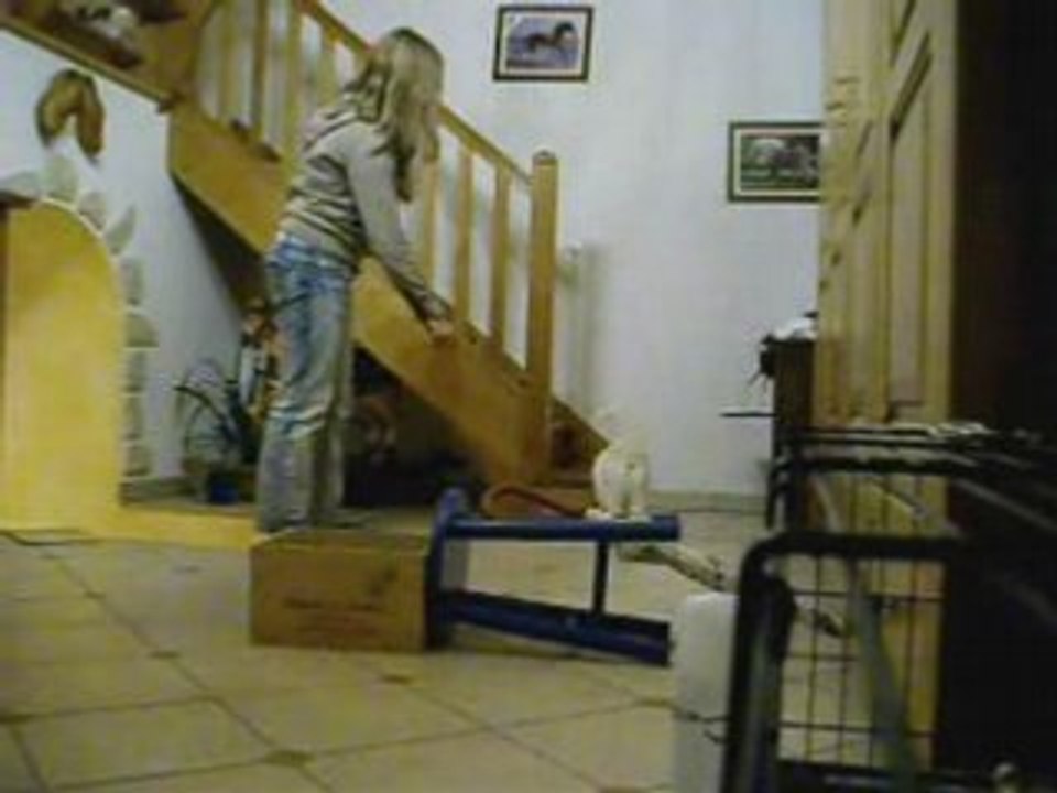 Montage chats en sauts