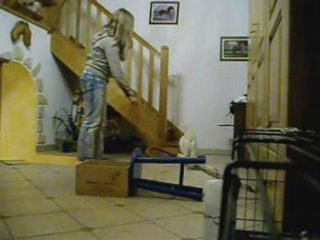 Montage chats en sauts