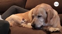 Labrador rescues stray kitten: What happens next is simply adorable (video)