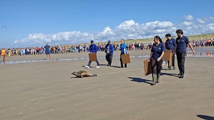 Un phoque baptisé "Ernst" remis en liberté à Blankenberge après un séjour à Sea Life