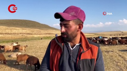 Ağrı’da Koyun Kırkma Mesaisi Başladı