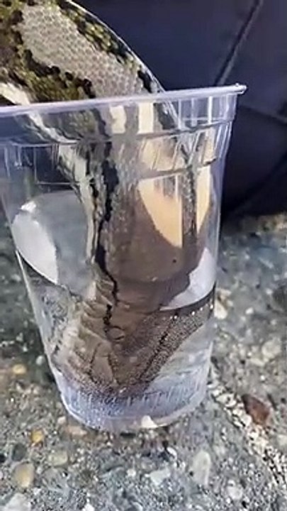 Un serpent boit de l'eau