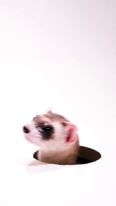 black-footed ferret