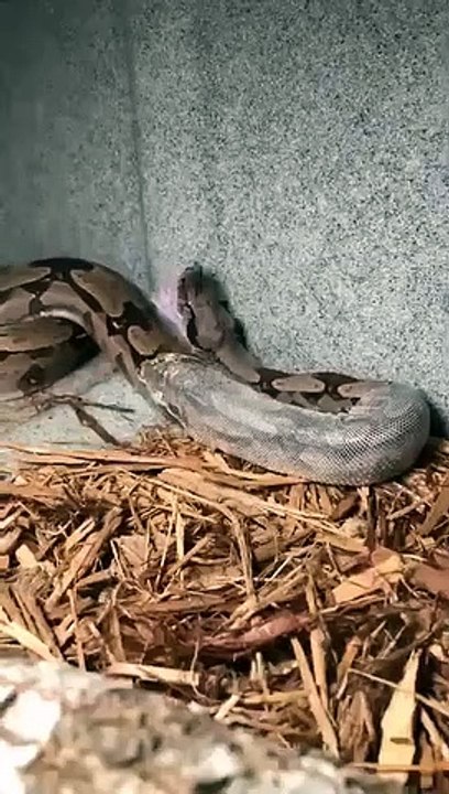 Il filme la mue de son python géant... magnifique