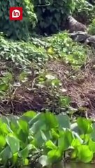 Onça-pintada sobe ribanceira com jacaré na boca; vídeo impressiona