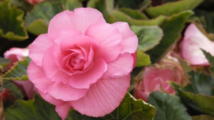 6 Reasons Why Begonia Flowers Should Be in Every Garden