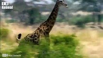 Mother Giraffe Kicks Ferocious Lions head very hard To Rescue Cubs Escapes   Giraffe Fighting Lion