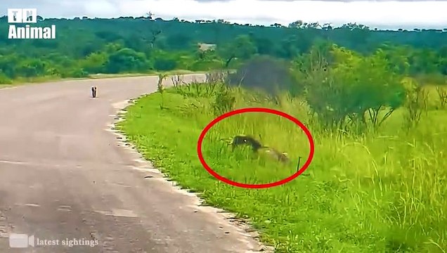 30 Crazy Moments Hyenas Injured By Lions, Wild Dogs How a Hyena Chased Lions to Escape Animal Fight