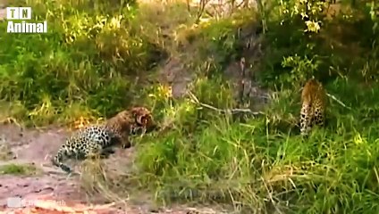 30 Moments Battles Of Wild Animal 2023   Explore The Animal World Amazing Animal Moments  TN Animal