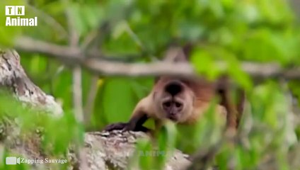 30 Moments Battle Of Best Intelligent Animal   Wild Animal Hunting Compilation   Funny Animal Fight