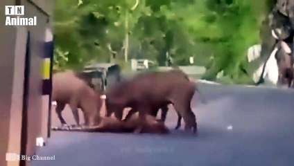 TOP Moments Wild Animal Hunting Compilation   Lion Pride Final Fight Video By TN Animal