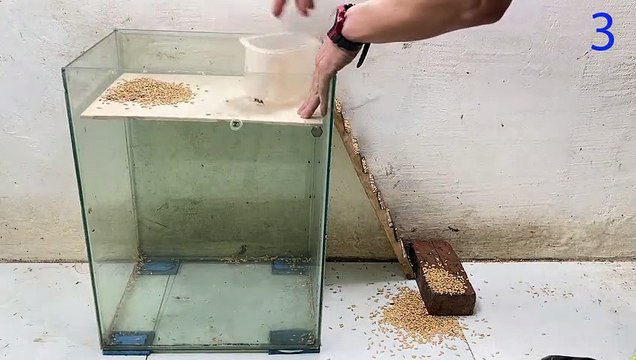 Mouse trap video rat trap Homemade mouse trap with glass box at home