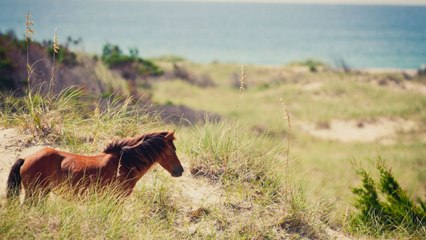 Wild Horse Dies After Being Stuck By Vehicle In "Devastating Loss" For Outer Banks Herd