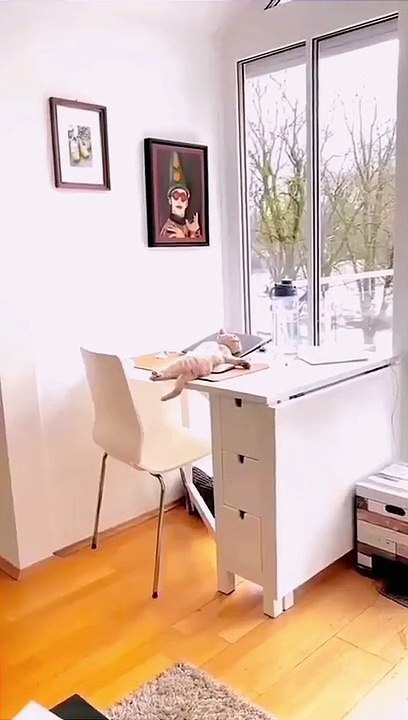funny Pets video | Cat video