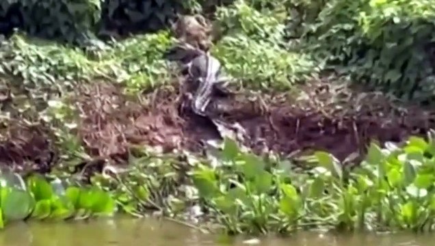 Onça-pintada é flagrada subindo ribanceira com jacaré na boca; assista