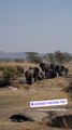 C'est loin, très loin de Paris et des responsabilités que la chroniqueuse découvre une faune et une flore totalement différente de celles présentes en Europe.Géraldine Maillet au Serengeti National Park. Le 27 juillet 2023.