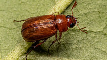 What Is A June Bug? Here’s What You Need To Know