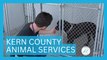 Kern County Animal Services | KERN LIVING