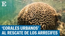 Corales urbanos, al rescate de los arrecifes