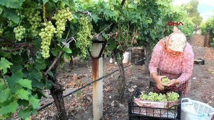 Manisa'da Erkenci Üzüm Hasadı Başladı