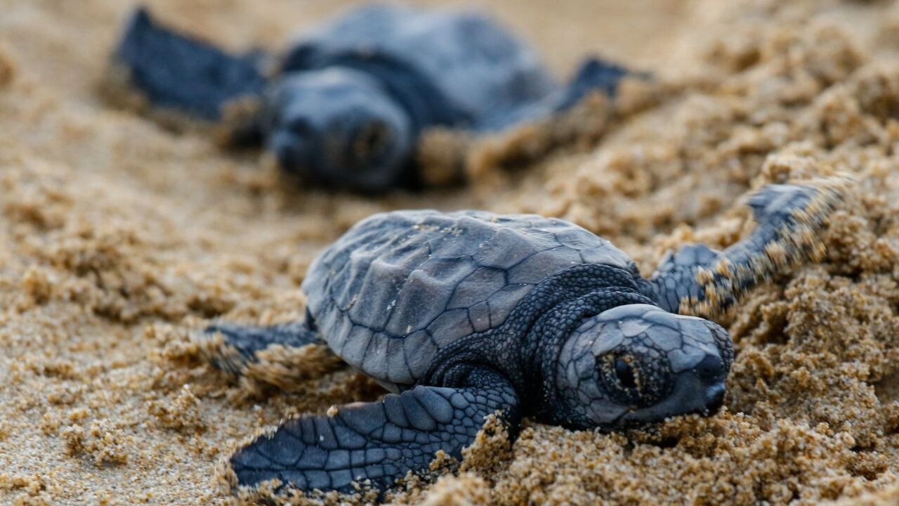 "Fill In Your Holes!" Florida Wildlife Group Urges Awareness After Baby Sea Turtles Found Trapped