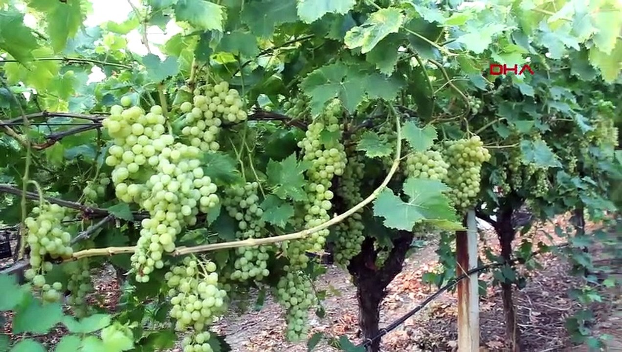Début des vendanges précoces à Manisa