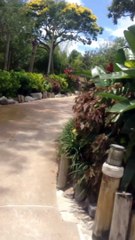 Disney’s Typhoon Lagoon Lake Buena Vista, FL 2023