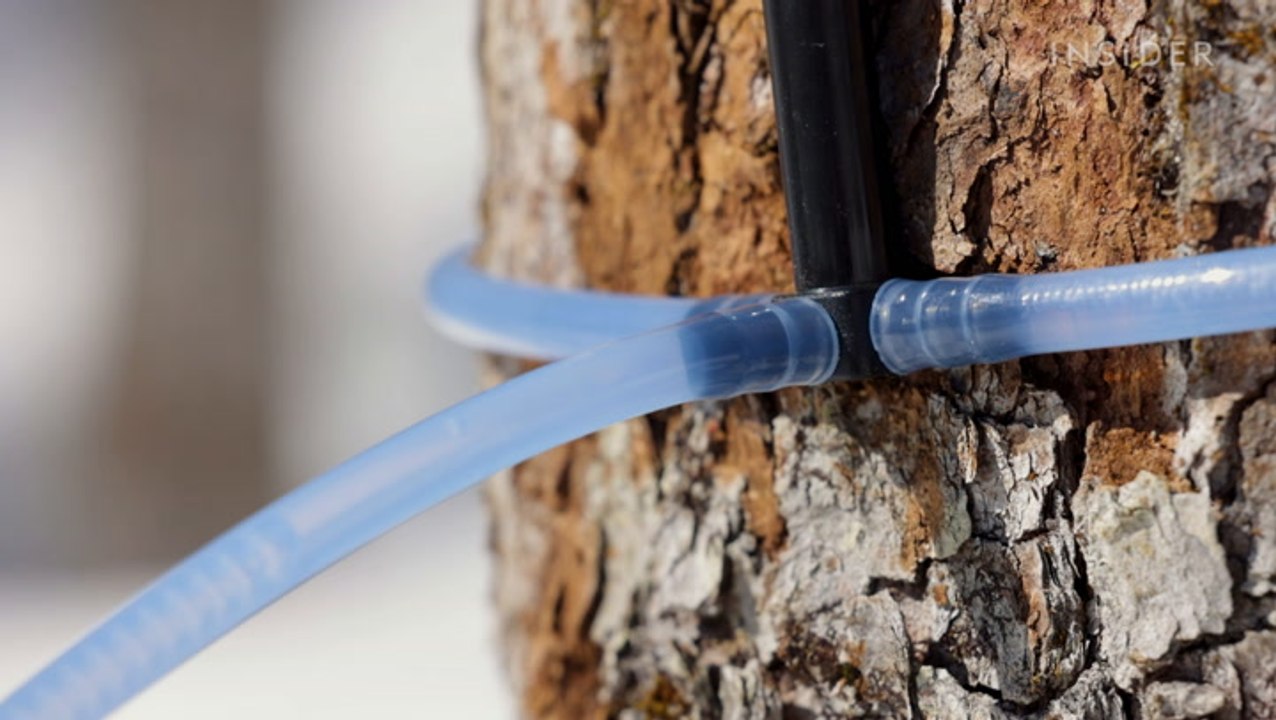 Why Pure Grade A Maple Syrup Is So Expensive video Dailymotion
