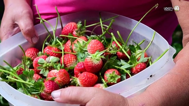 El precio del dólar afecta a las exportaciones de berries en México; registran 15% menos de ingresos