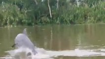 tn7-delfines-sorprenden-a-lugareños-y-pescadores-en-el-río-sixaola-de-talamanca-270723