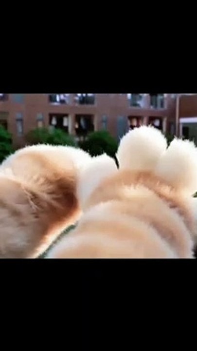 “Cats are connoisseurs of comfort.”