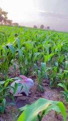 Rabbit enjoying in the Grassland , please Subscribe My Channel,