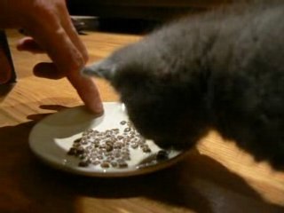 Doc 5 semaines - mange ses croquettes
