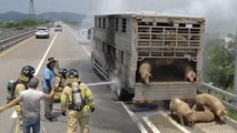 돼지 싣고 달리던 트럭에 불...다친 사람 없어 / YTN