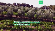 Vitiforestry: How do trees play a role in  protecting vineyards from heatwaves and frosts?