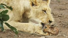 When the Lion Lies Down with the Lamb