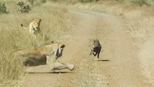 WARTHOG WALKS RIGHT INTO 2 LIONS