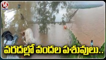Jayashankar Bhupalpally :Hundreds Of Animals Demise Due To Stuck In Flood Water At Moranchapalli|V6
