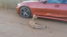 CHEETAH CHASES BUCK INTO BMW