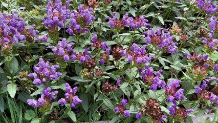 Nowa, wyjątkowa kolekcja roślin w Ogrodzie Dendrologicznym w Glinnej