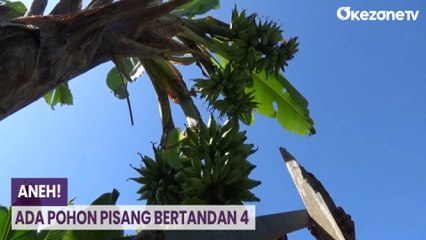 Pohon Pisang Bertandan 4, Hebohkan Warga Lumajang