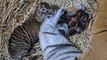 Nacen dos tigres de Sumatra en un zoo de EEUU